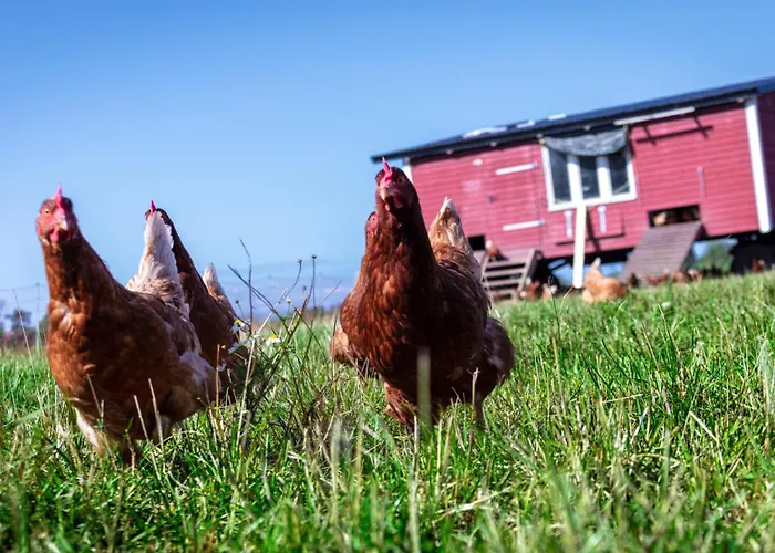 公寓 Osterhof Fehmarn - Agni