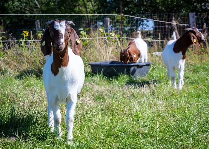 公寓 Osterhof Fehmarn - Agni *